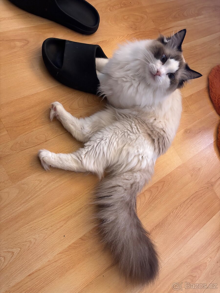 Koťátka Ragdoll - 14