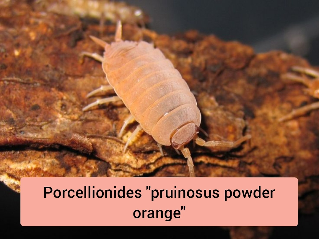 Stínky - isopody - 14