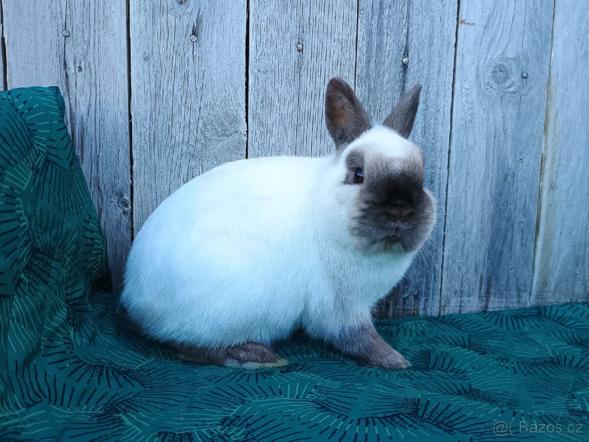 Zakrslý siamský žlutý samečci s PP - 14