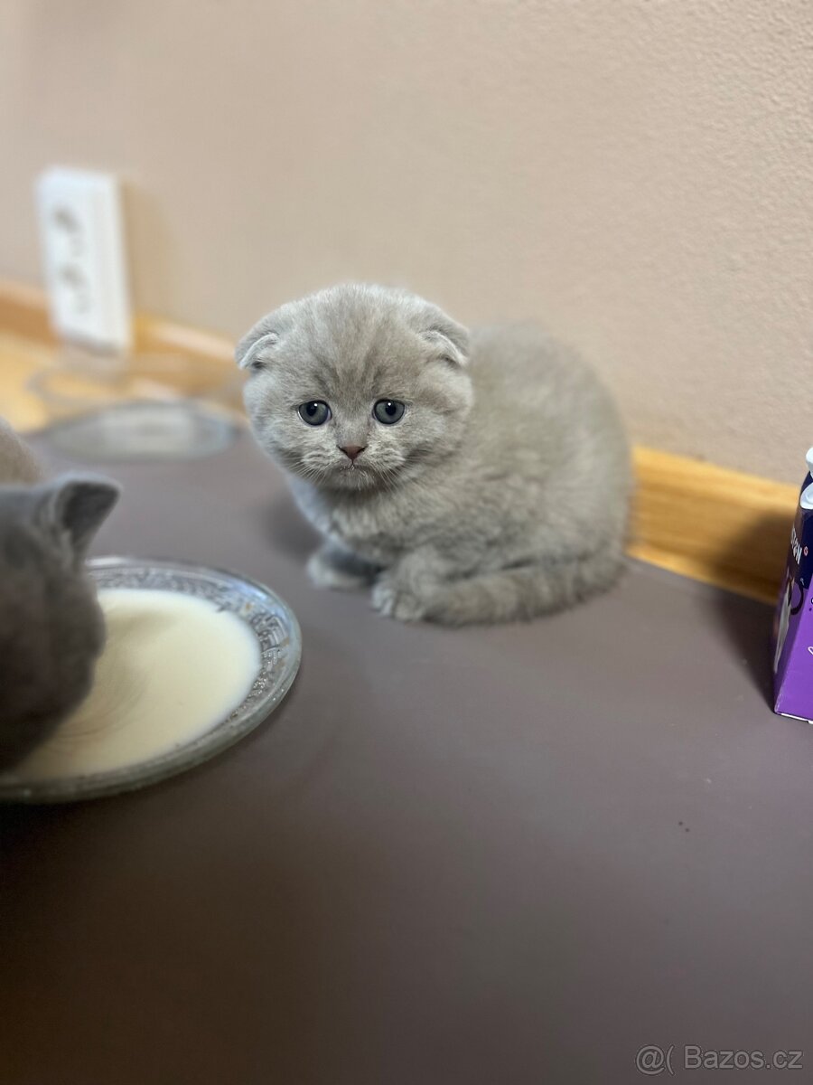 Skotská klapoucha kotatka - 14