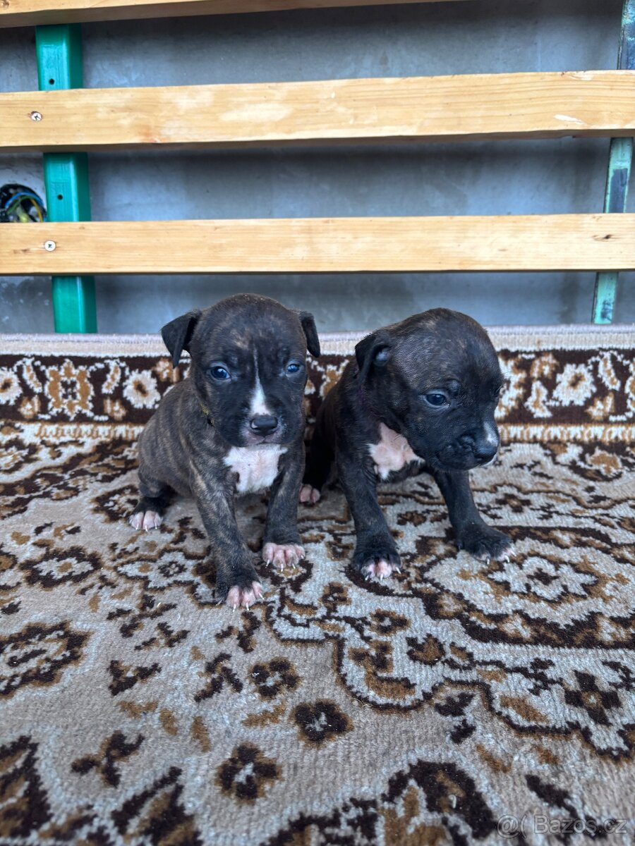 Americký stafordsirsky terier, Stafford, amstaf - 14