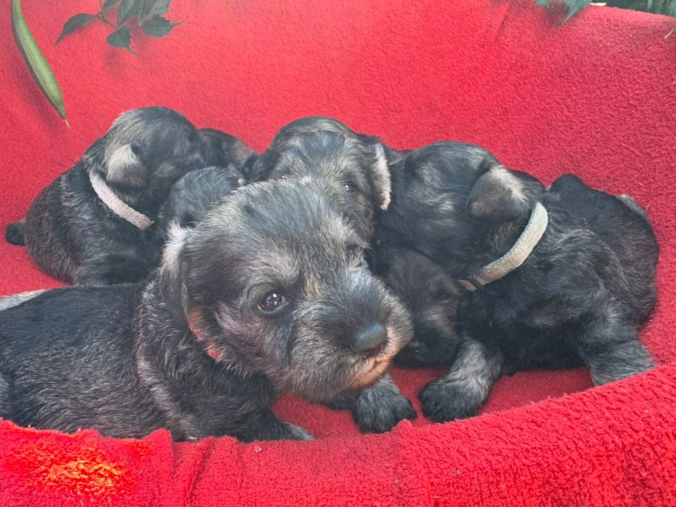 Knírač malý pepř a sůl - 14