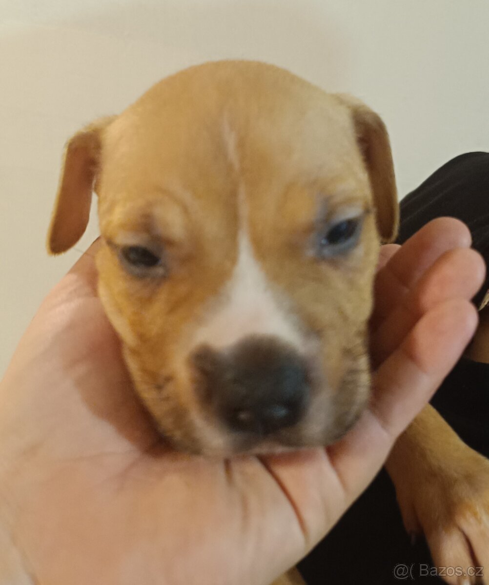 Štěňata americký stafordšírský teriér - 14