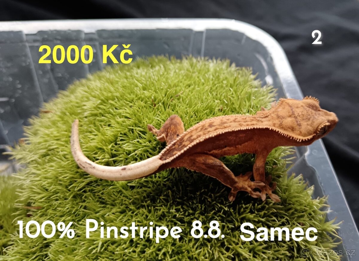 Pagekon Řasnatý - 14