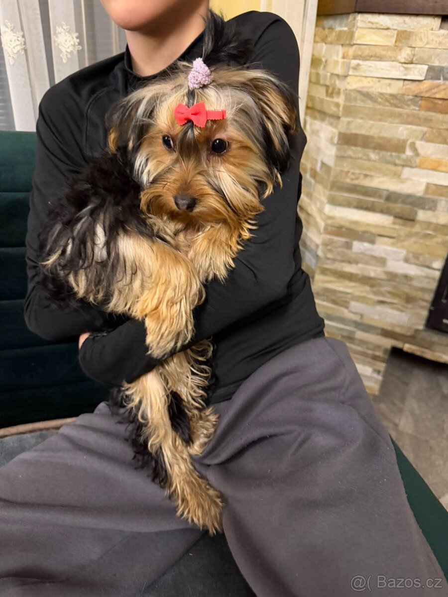 PRODÁM PEJSKY - 14