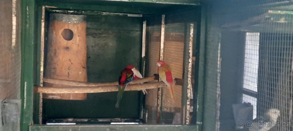 Prodám Rosela Penant straka - 14