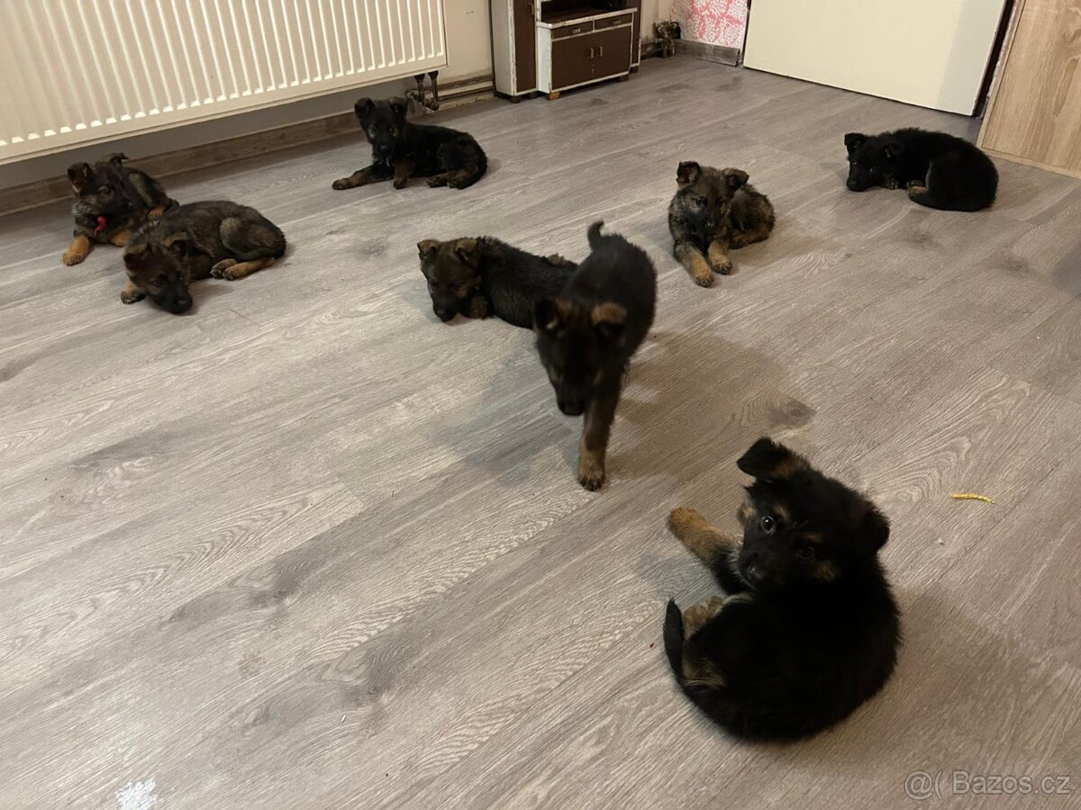 Německý ovčák - 14