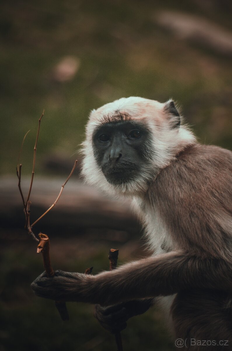 Pentax K-50 + objektivy + vybavení - 14