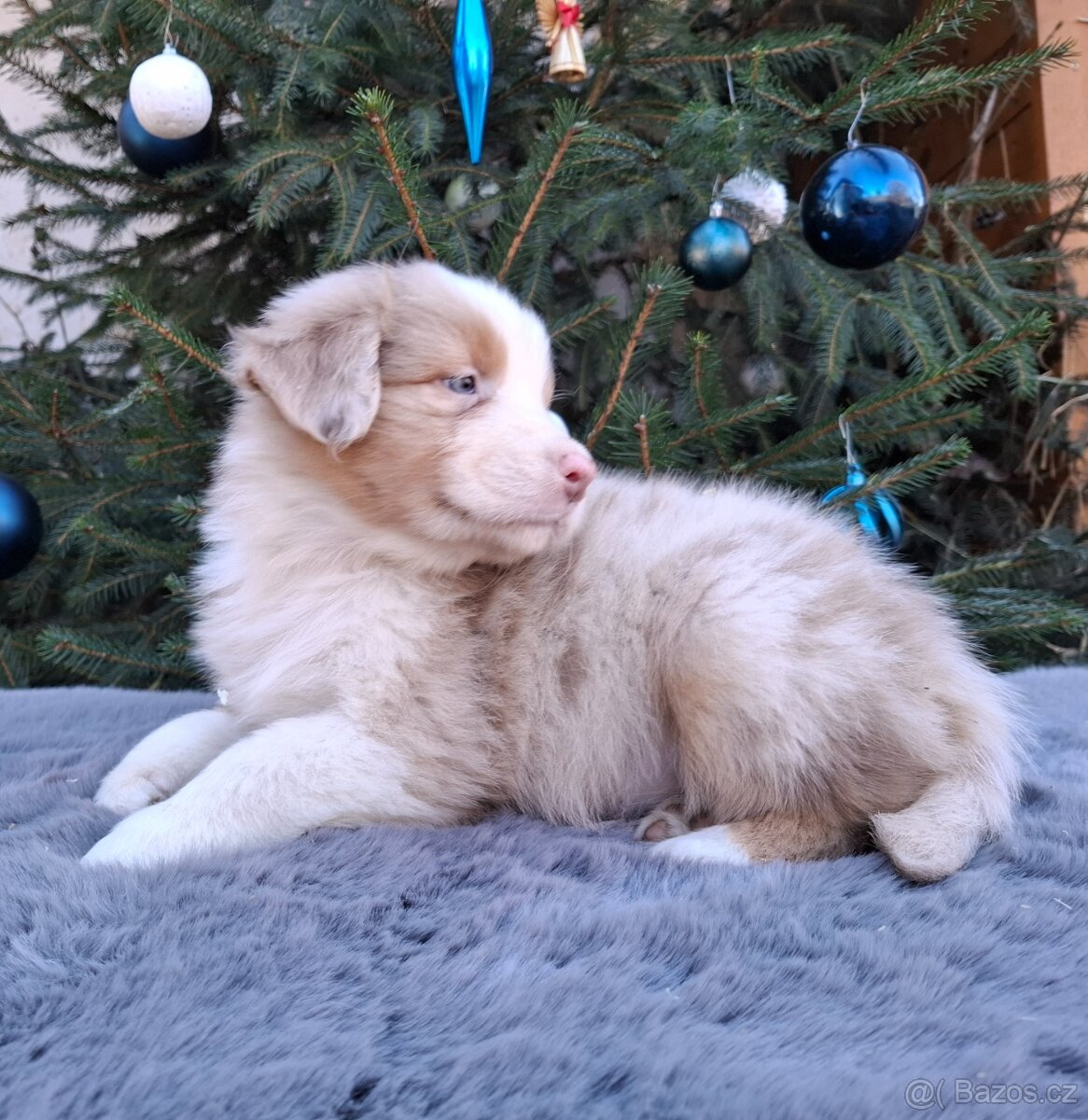 Australský ovčák s PP - 14