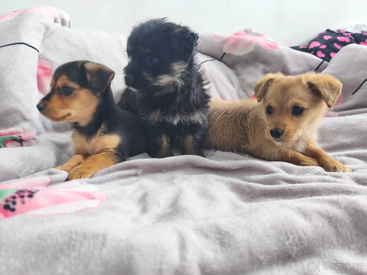 Jorkšírský teriér x pinč - 14