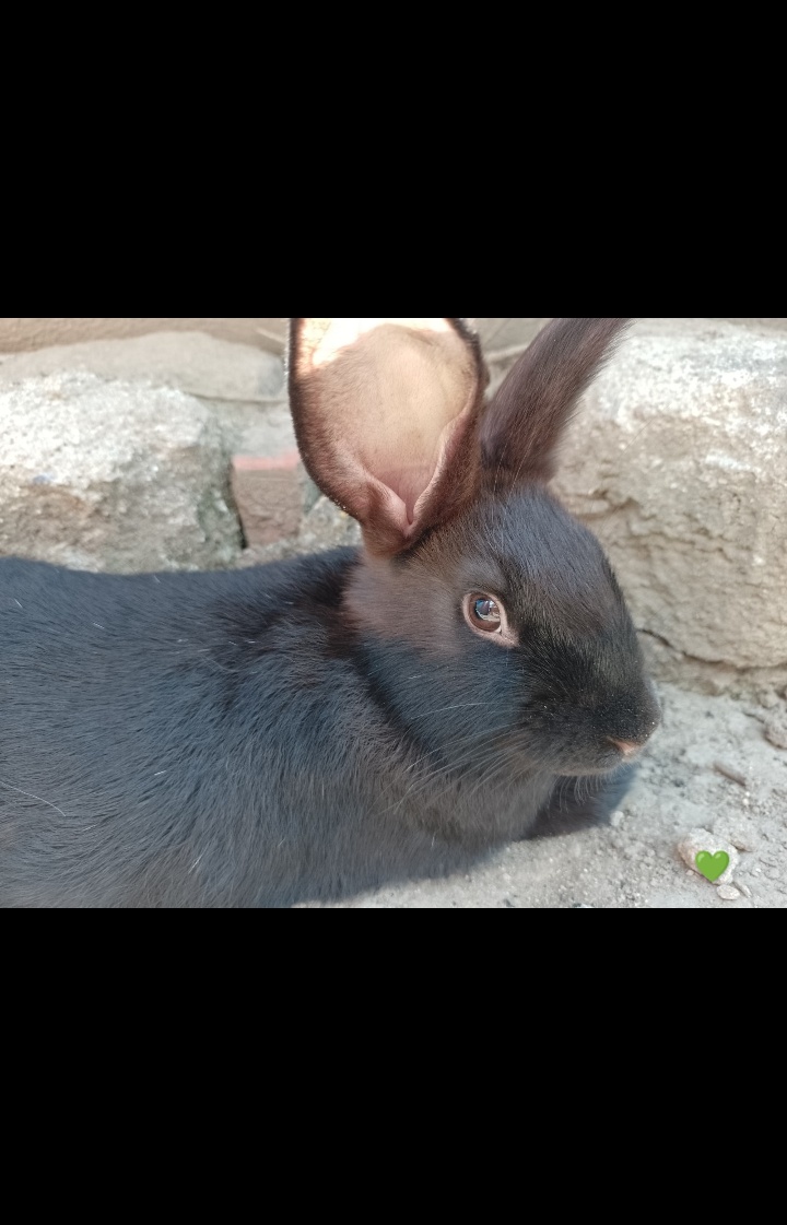 Mazlivý králíčci na prodej - 14