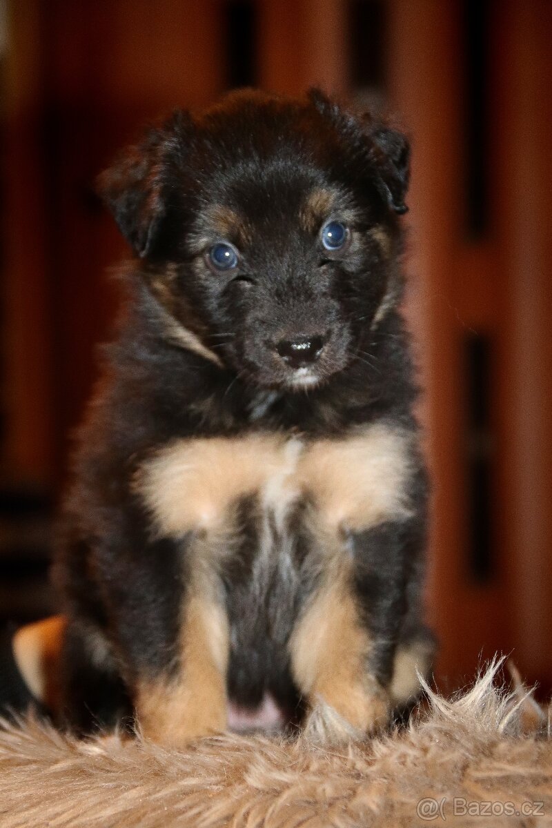 Australských ovčák s PP - 14