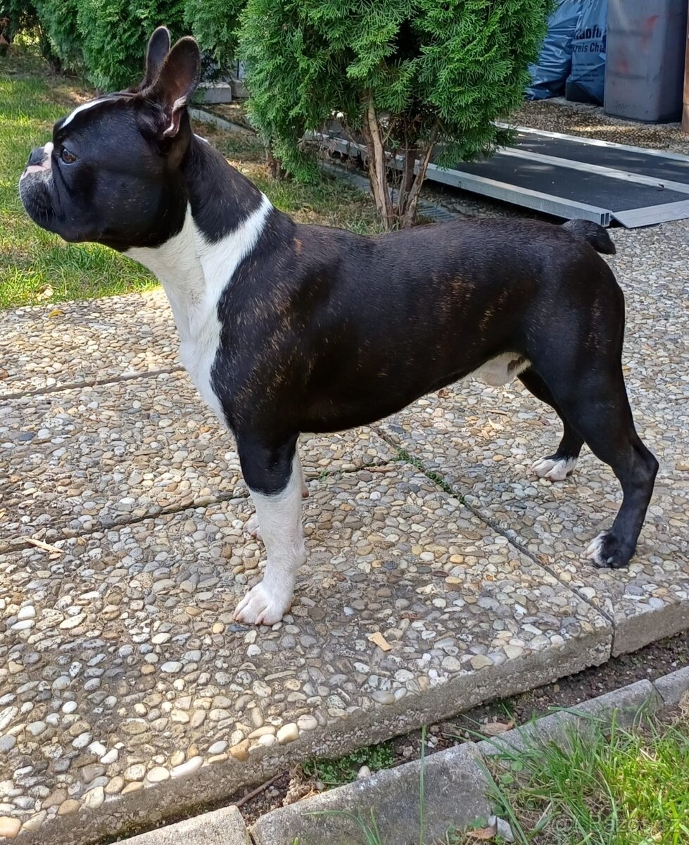 Bostonský teriér s PP - 14