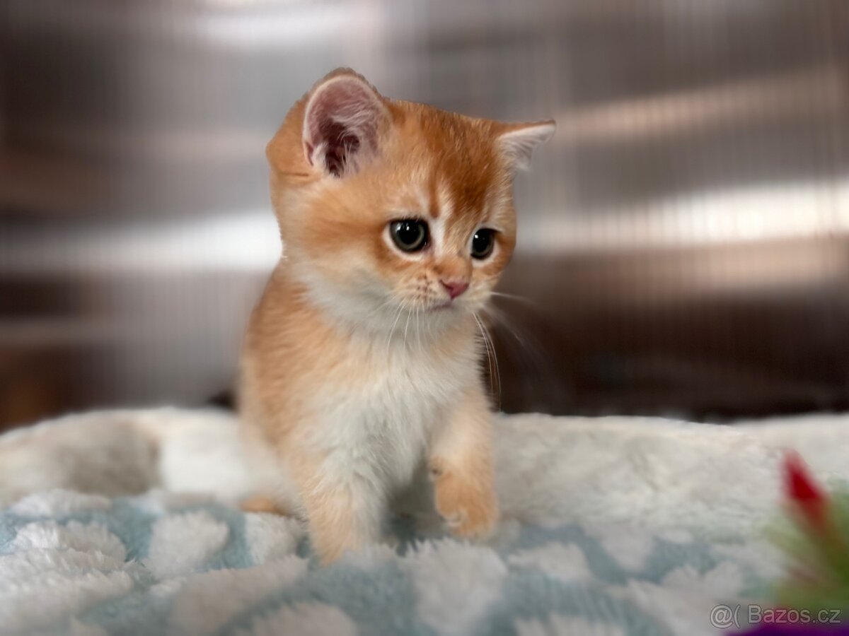 Luxusní zlata britská koťata s PP pro chov - 14