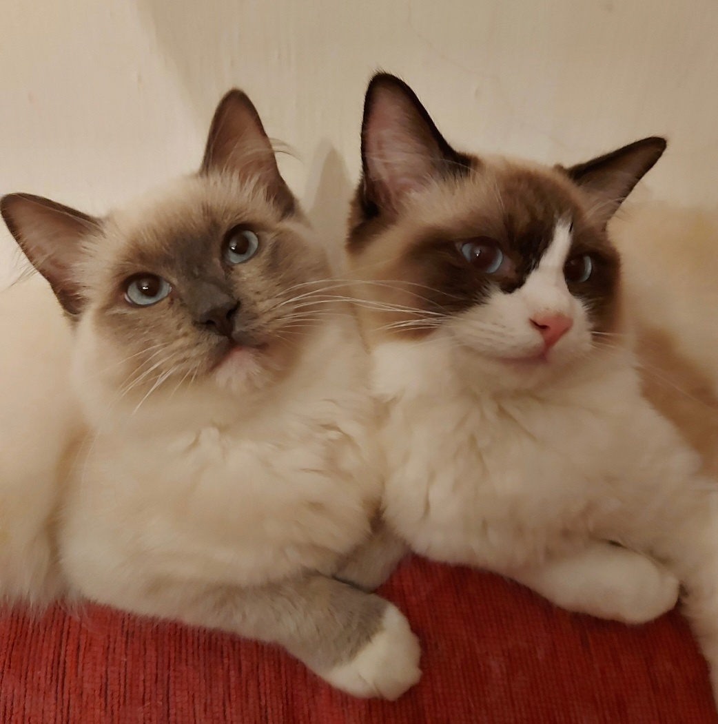 Ponukam ragdoll kocurov na krytie - 14