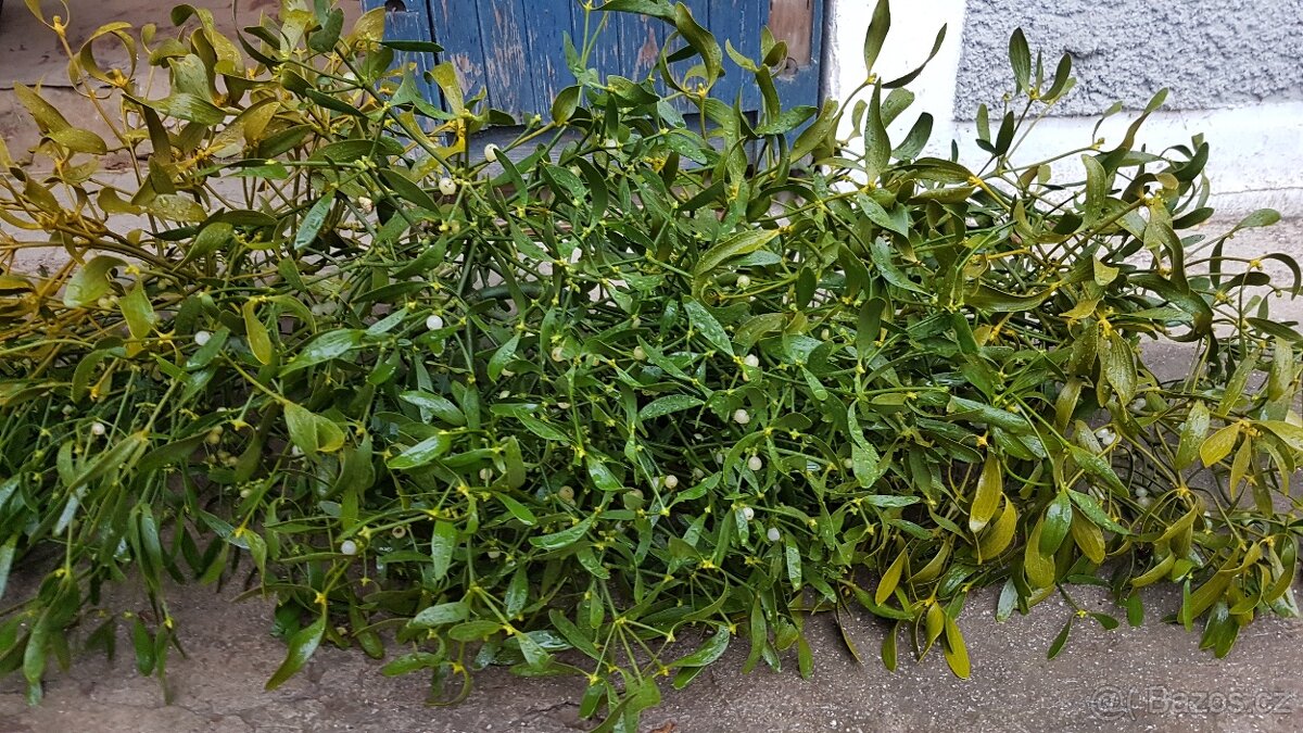 Prodám krásné jmelí na dekorace, do kytic apod. - 14