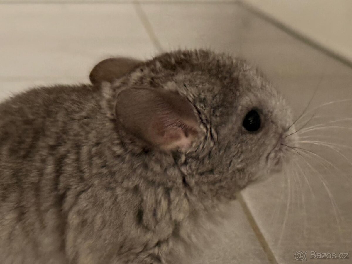 Činčila mládě samičky - 14