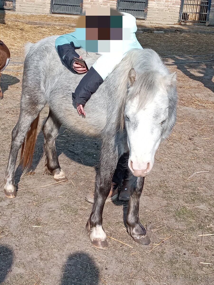 Welsh Mountain Pony - 14