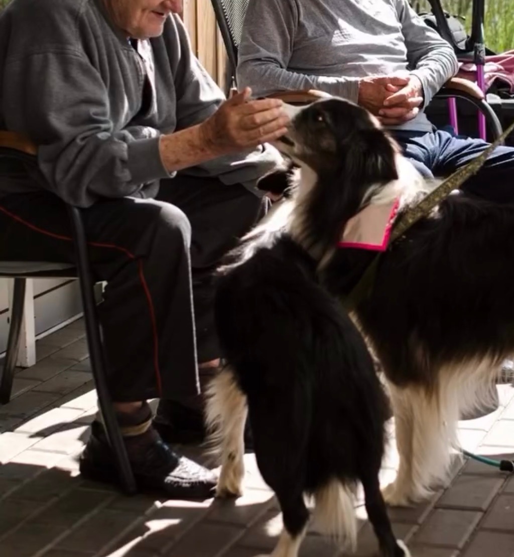 Border kolie s PP, štěňátka - 14