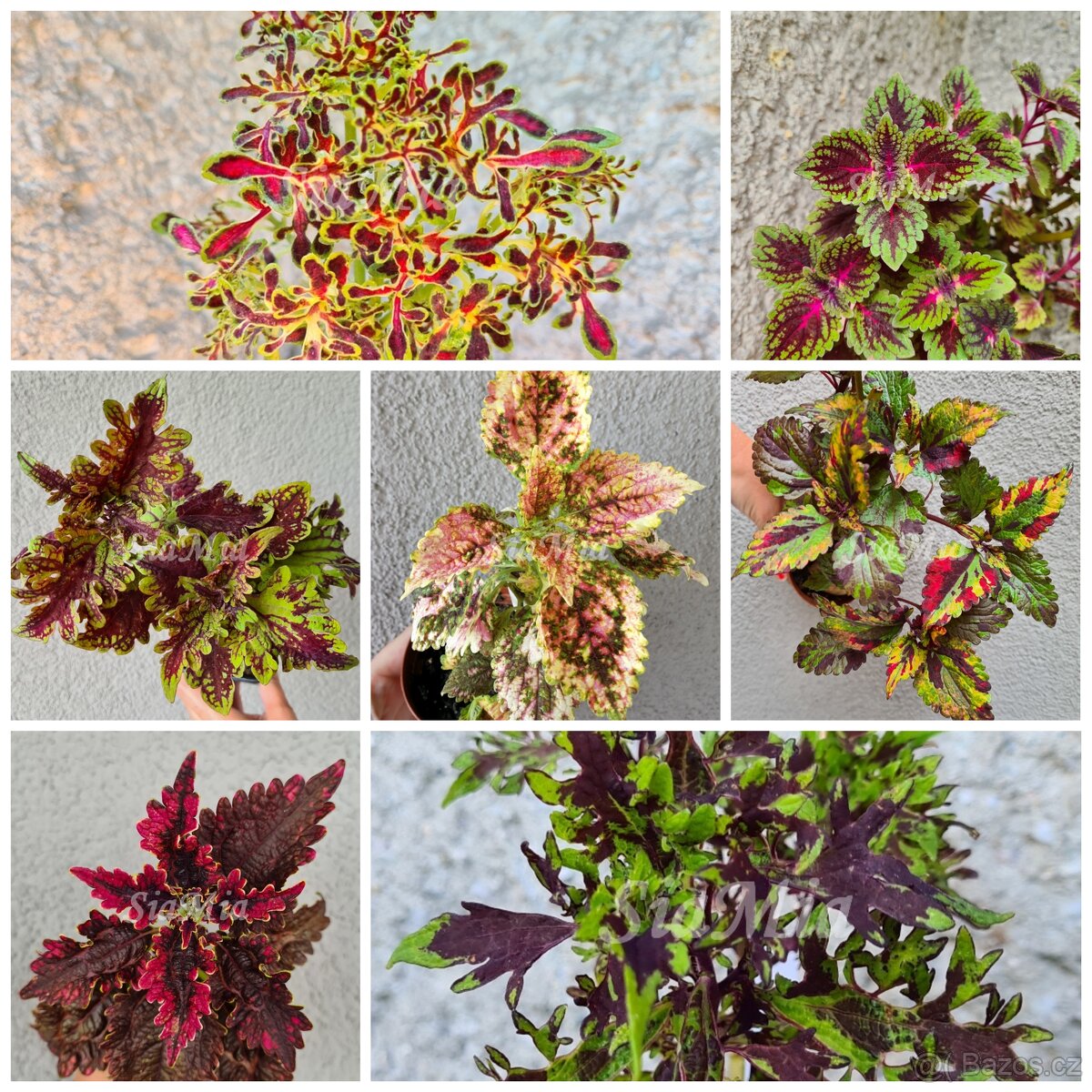 SEMENA Africká okrasná kopřiva Coleus - 14