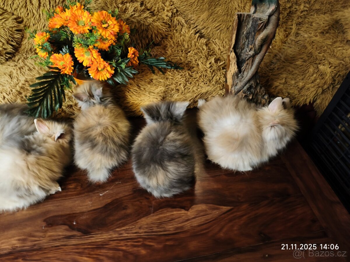 Teddy králíčci zakrslí dlouhosrstí - 14