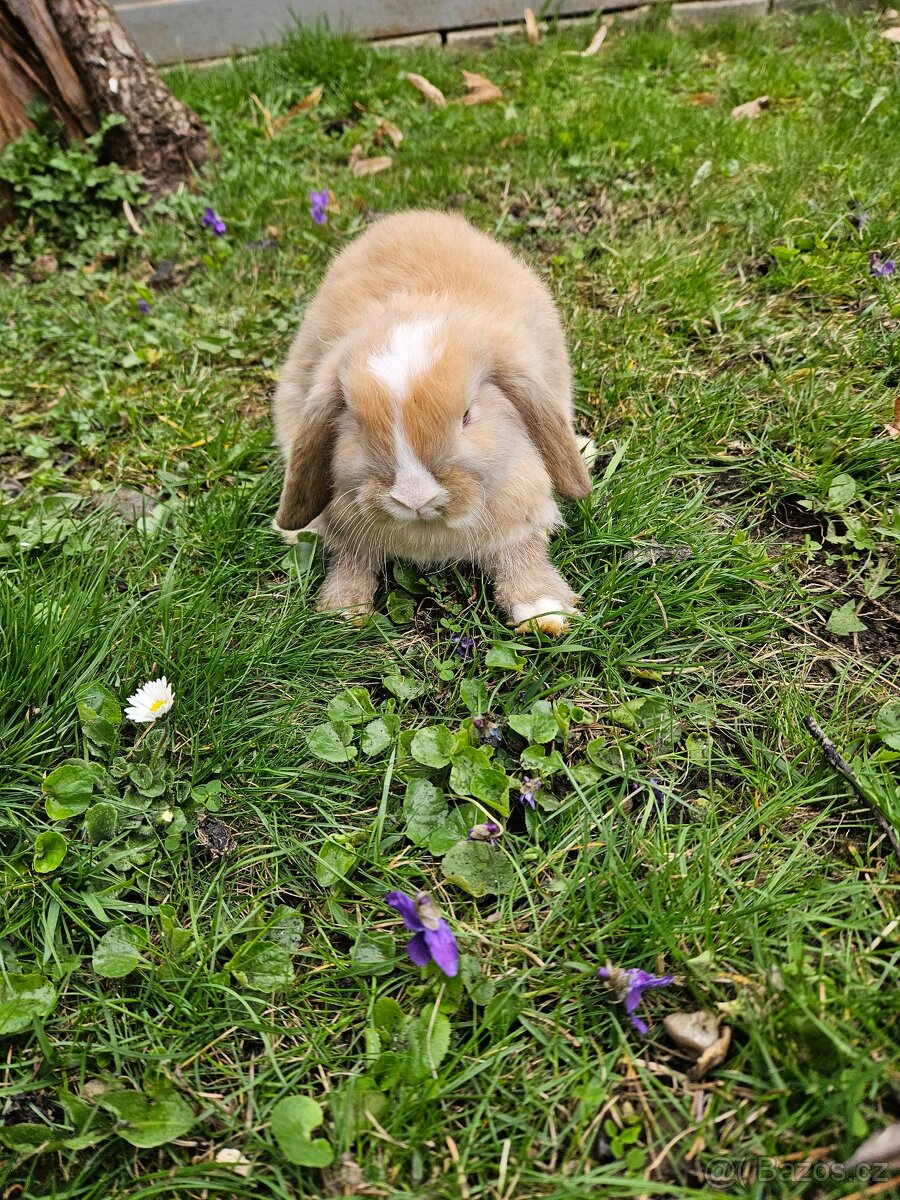 Zakrslý králík - 14