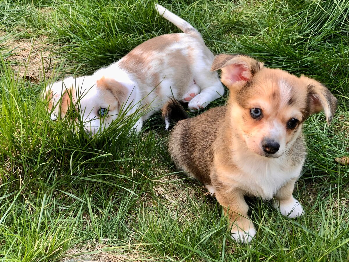 Štěně - kříženec - 14