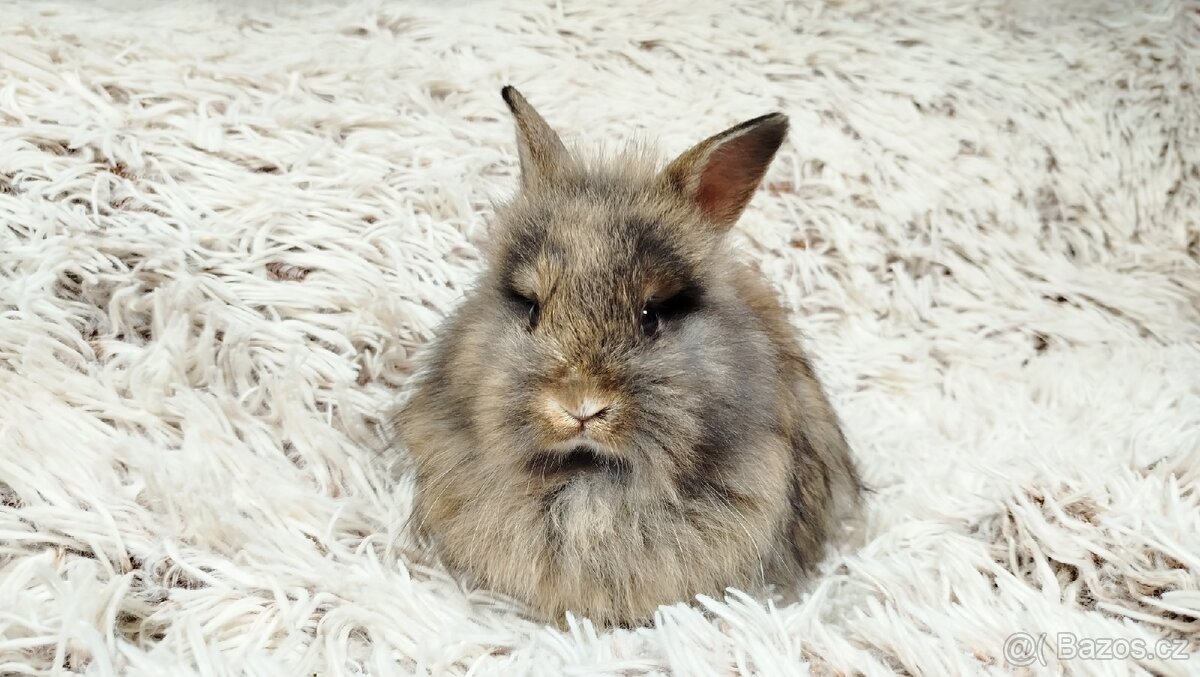 Zakrslý králík, králíček - HARRY - 14