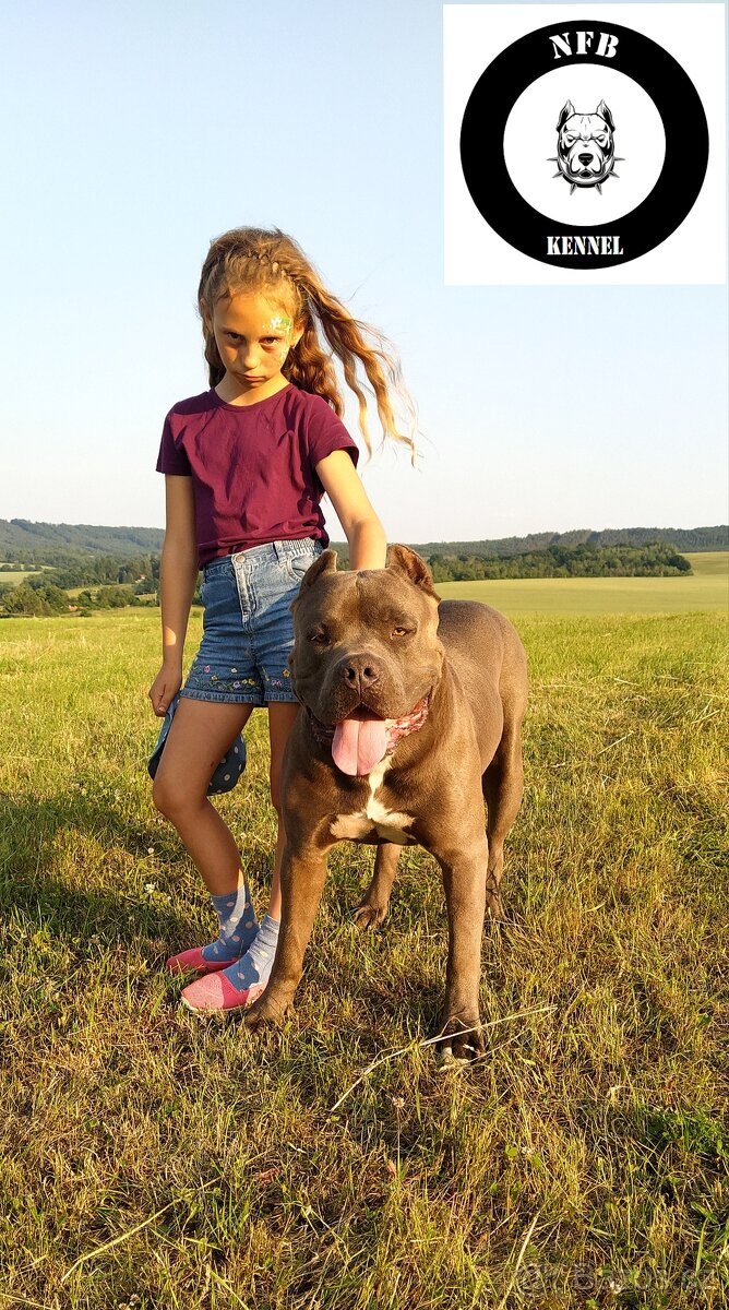 Štěňata American Bully xxl - Bloodline DDK9 - 14