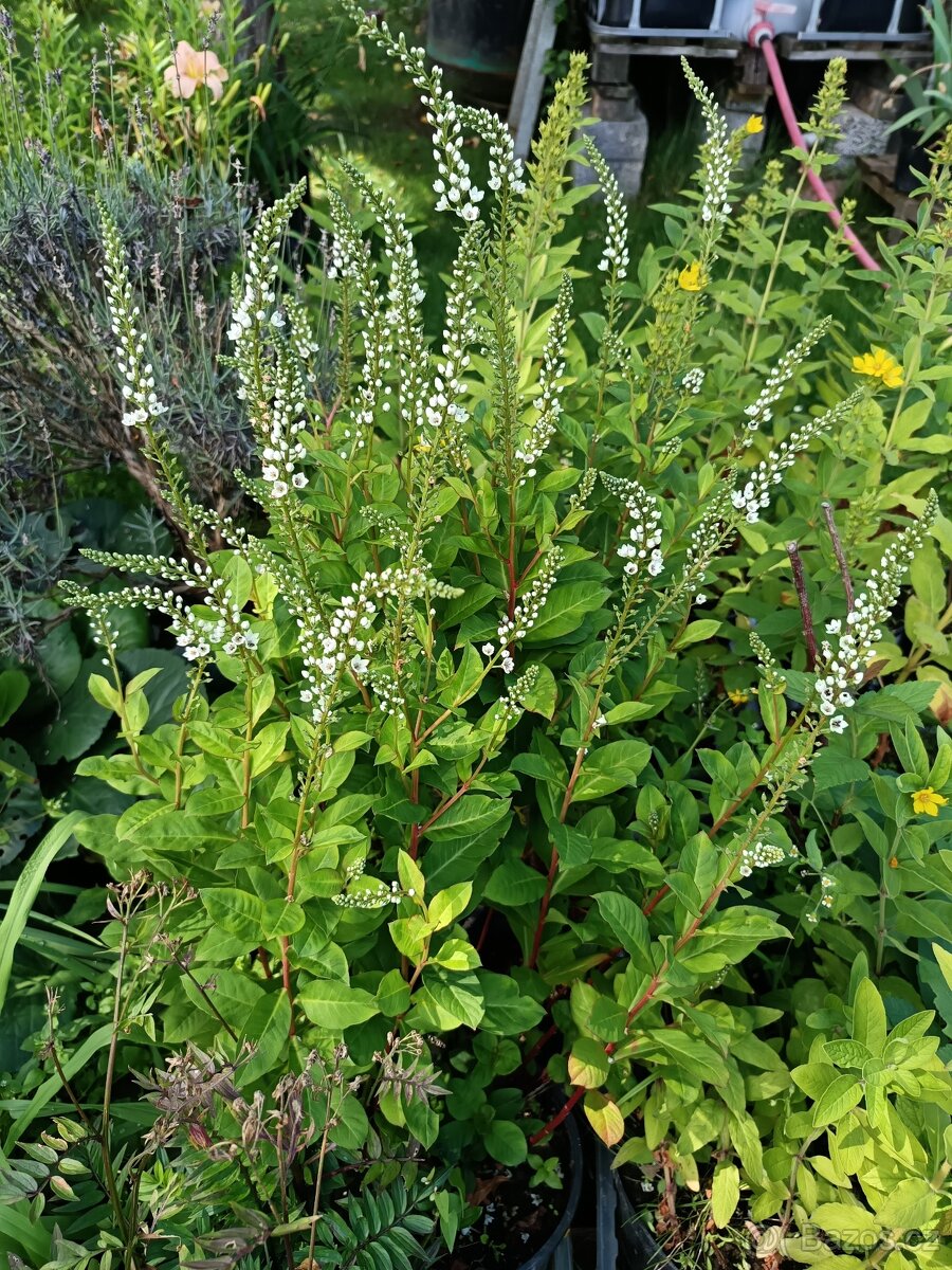 Keře, stromy, trvalky - 14