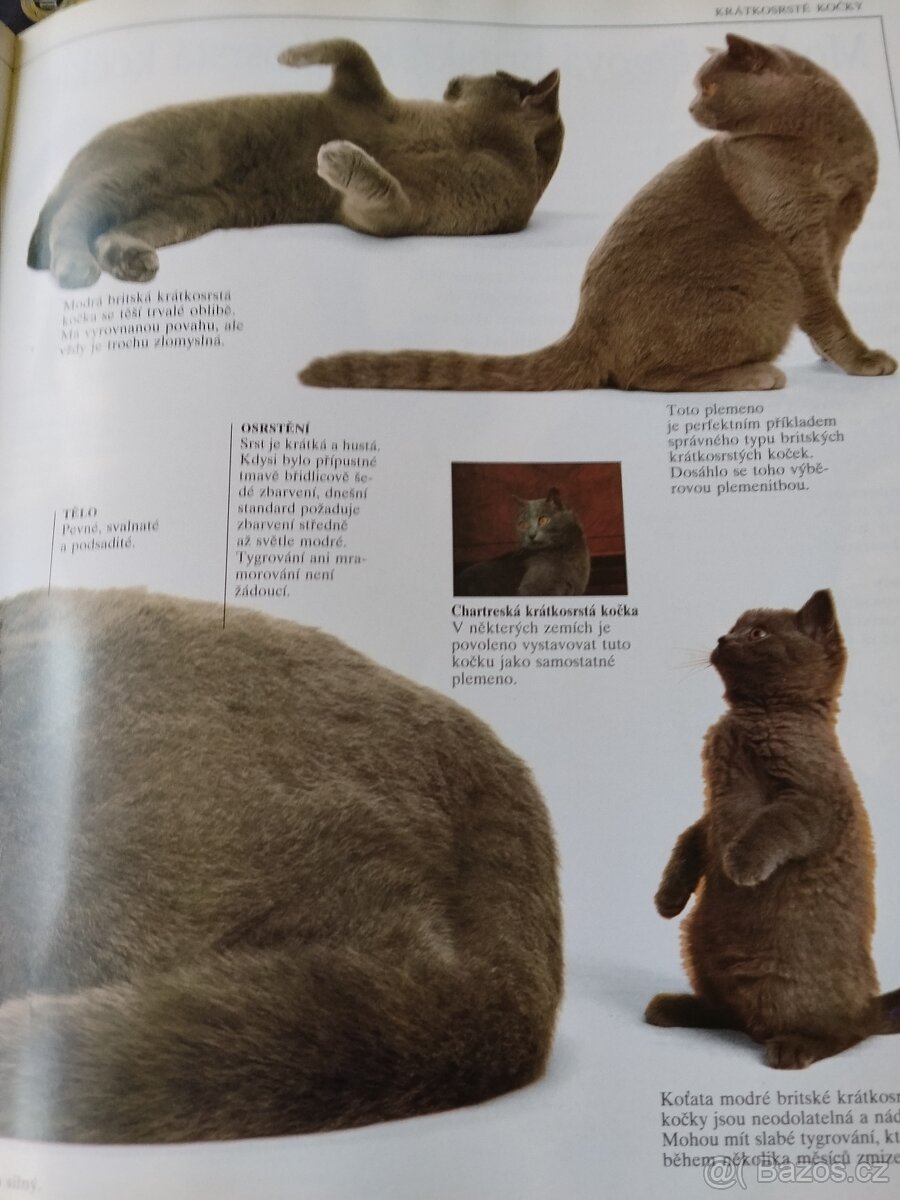 Velká kniha o kočkách - 14