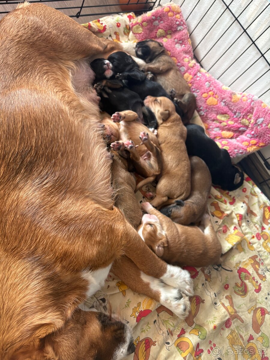 Krásná křížená štěňátka - 14