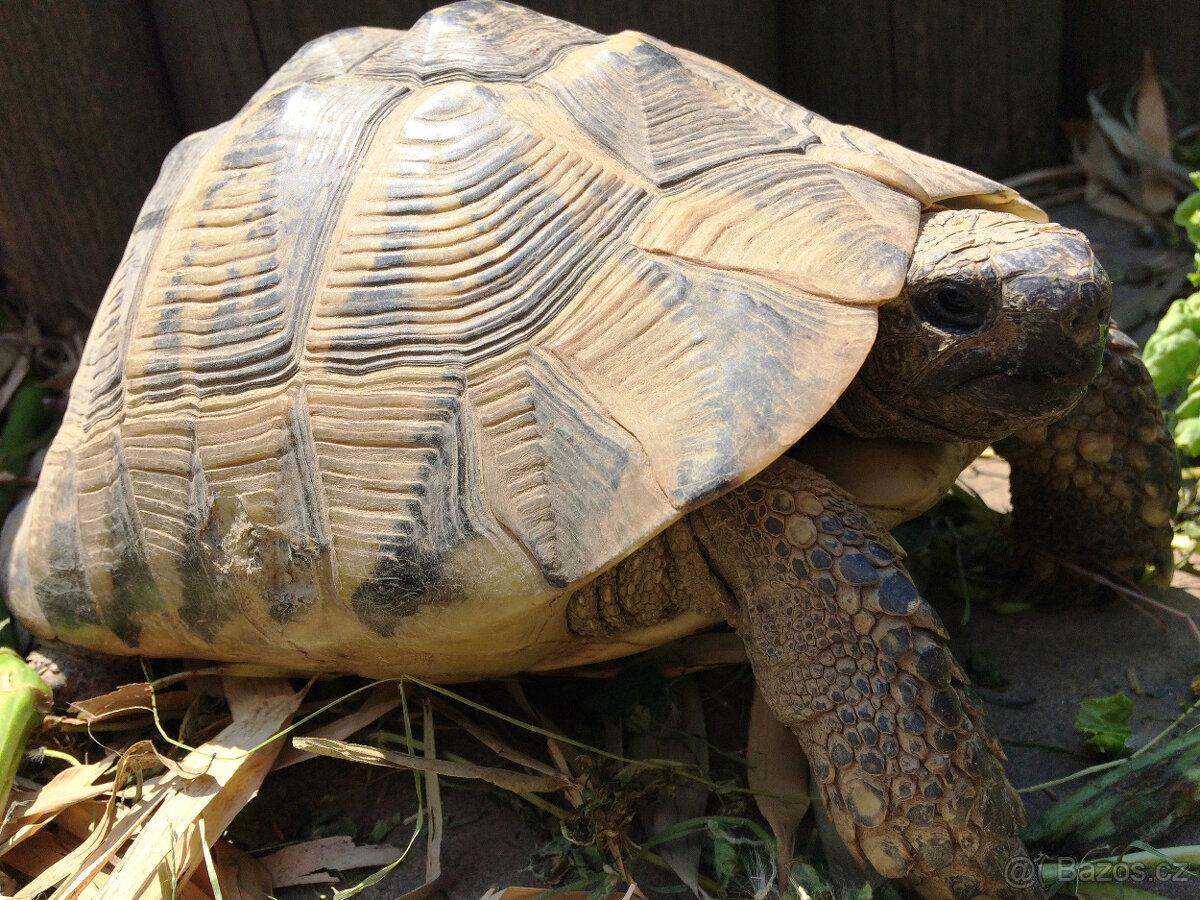 želva zelenavá a vroubená - vitální mláďata - 14