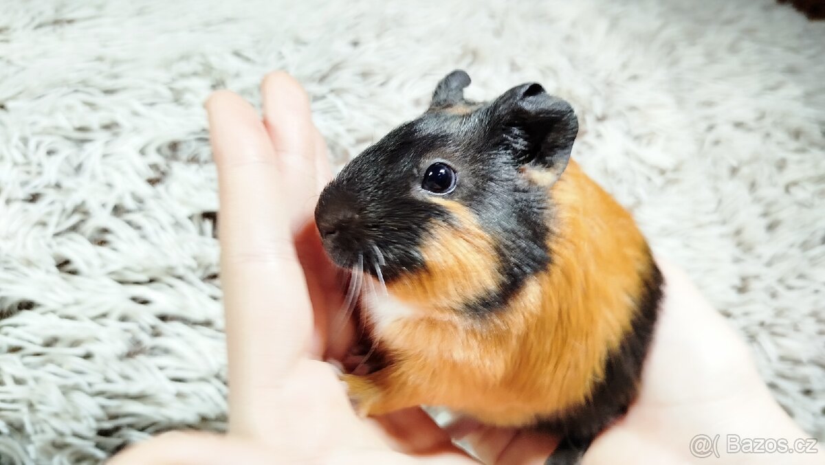 Morče, Morčata, Morčátko, MORČÁTKA -JUSTÝNA A JESSIE - 14