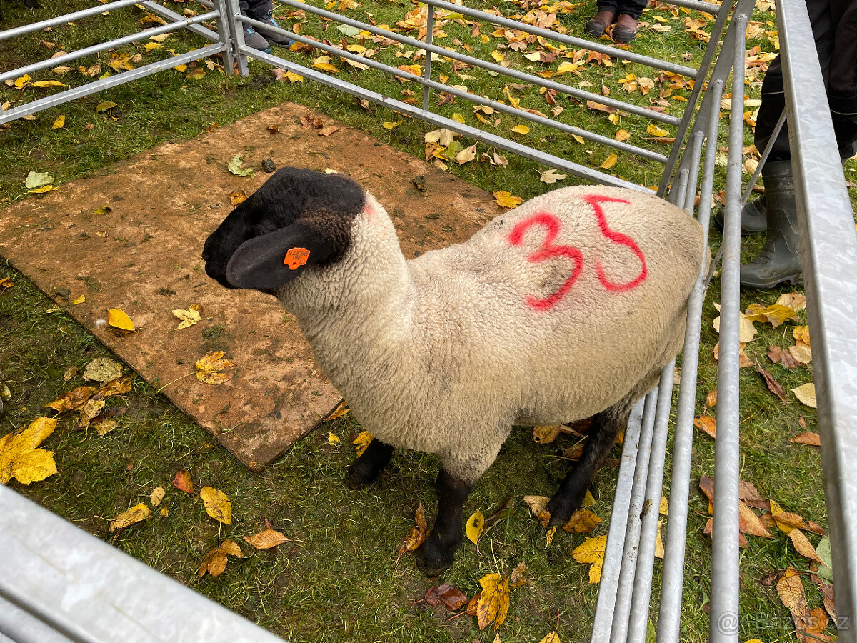 Plemenné beránky Suffolk - 14