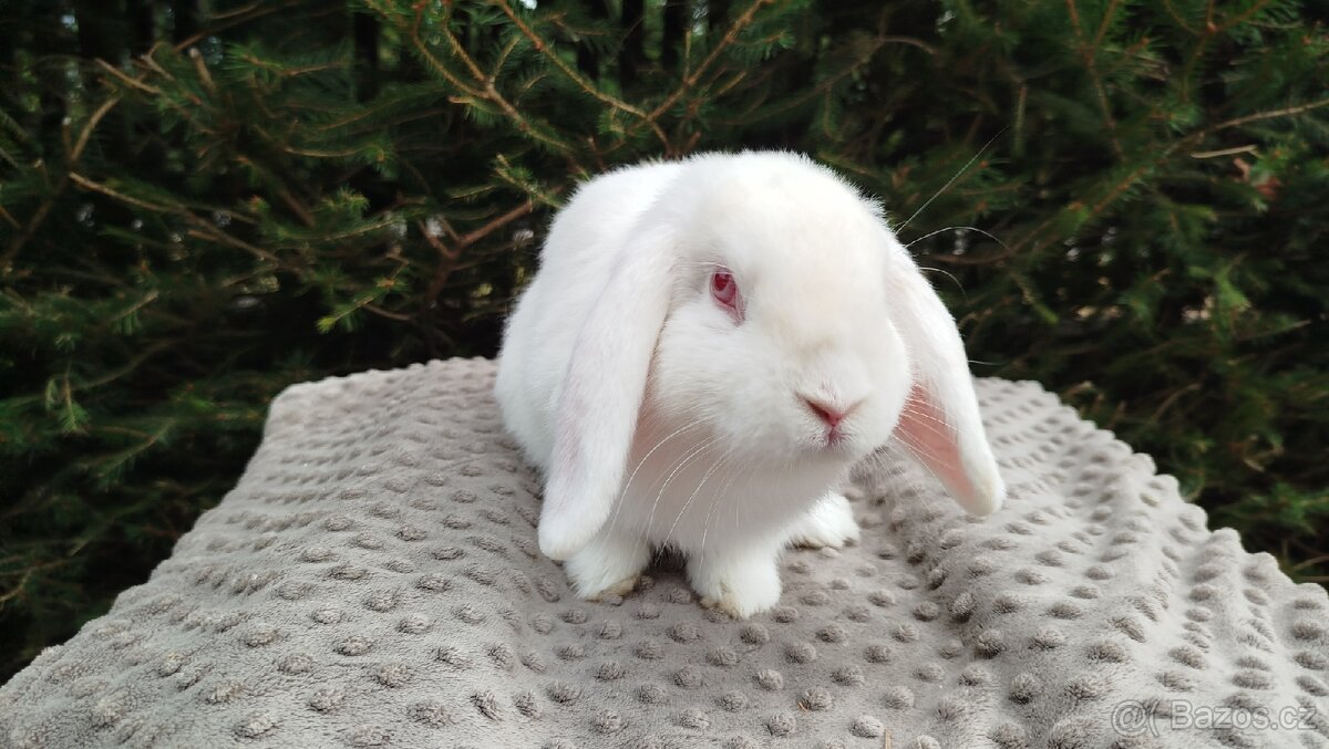 Zakrslý beránek, králík, králíček - WILLIAM - 14