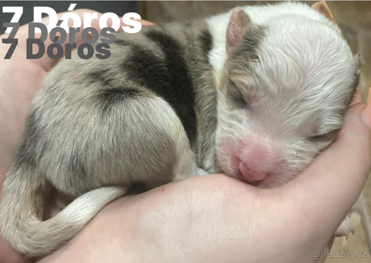 Border kolie s pp - 14