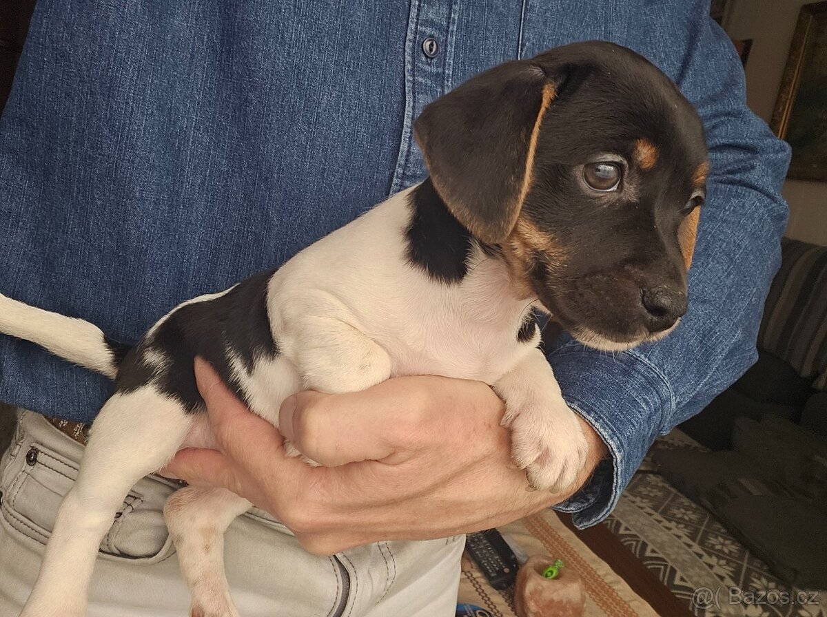 Jack Russel teriér - 14