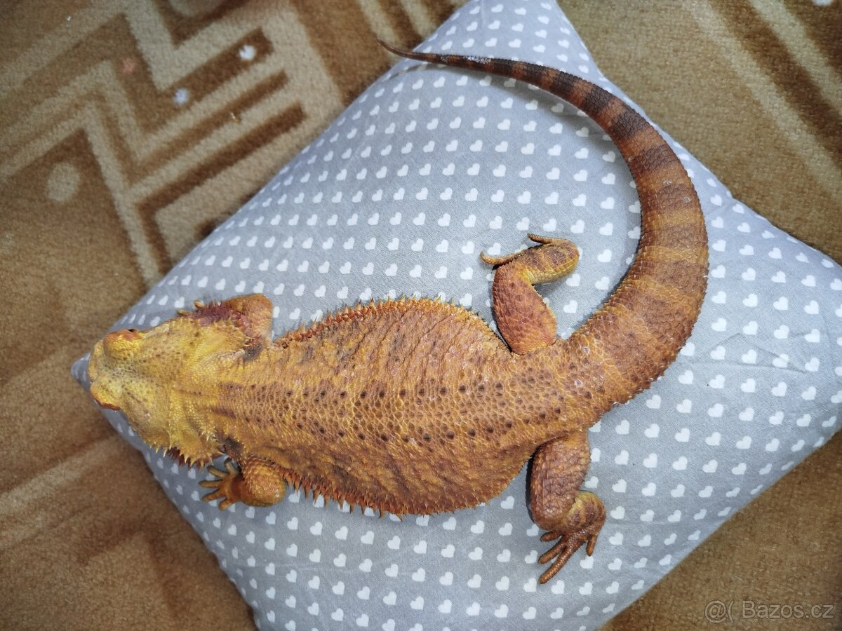 Mláďata agamy vousaté - 14