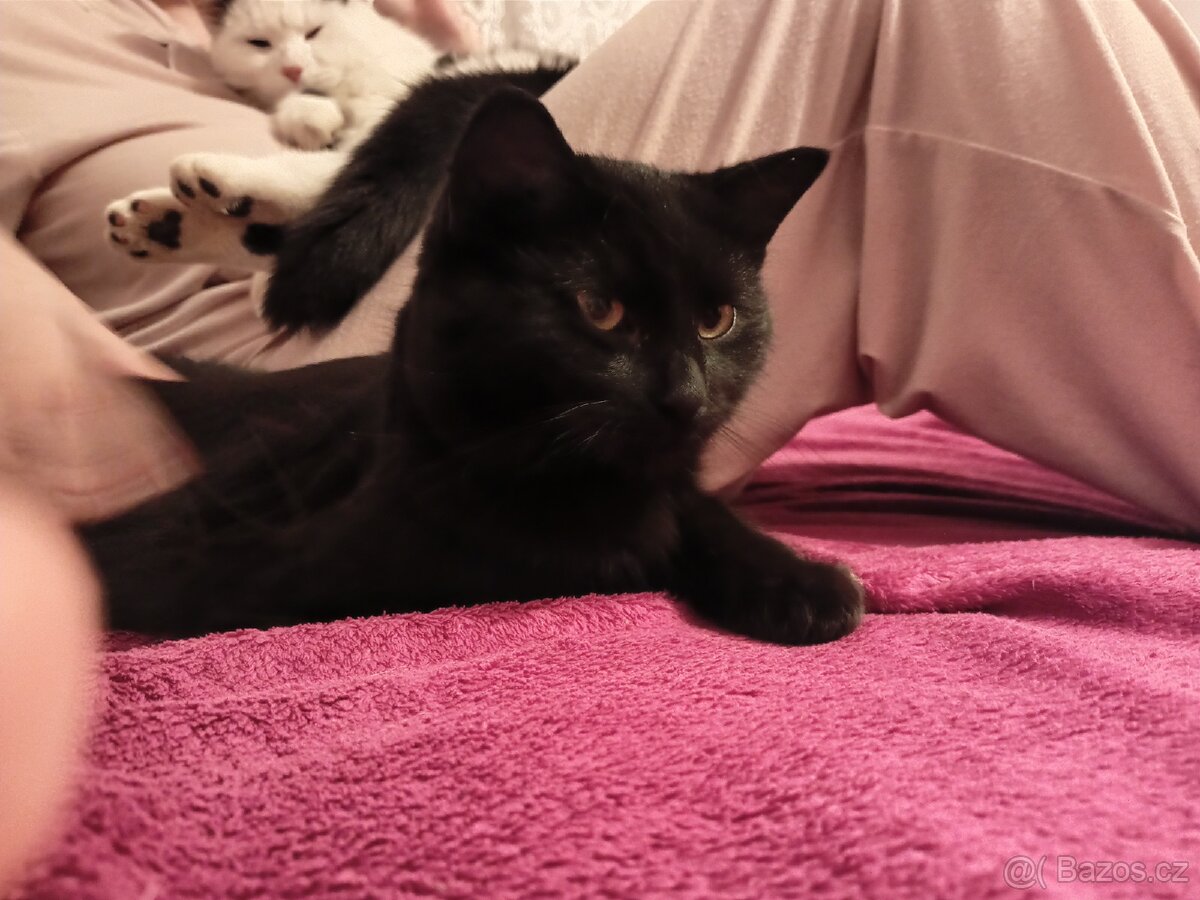 Hledá se domov pro 2 černá koťata - 14