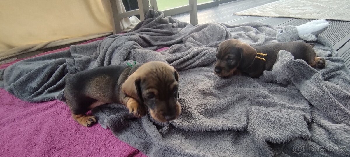 Jezevčík drsnosrstý - 14