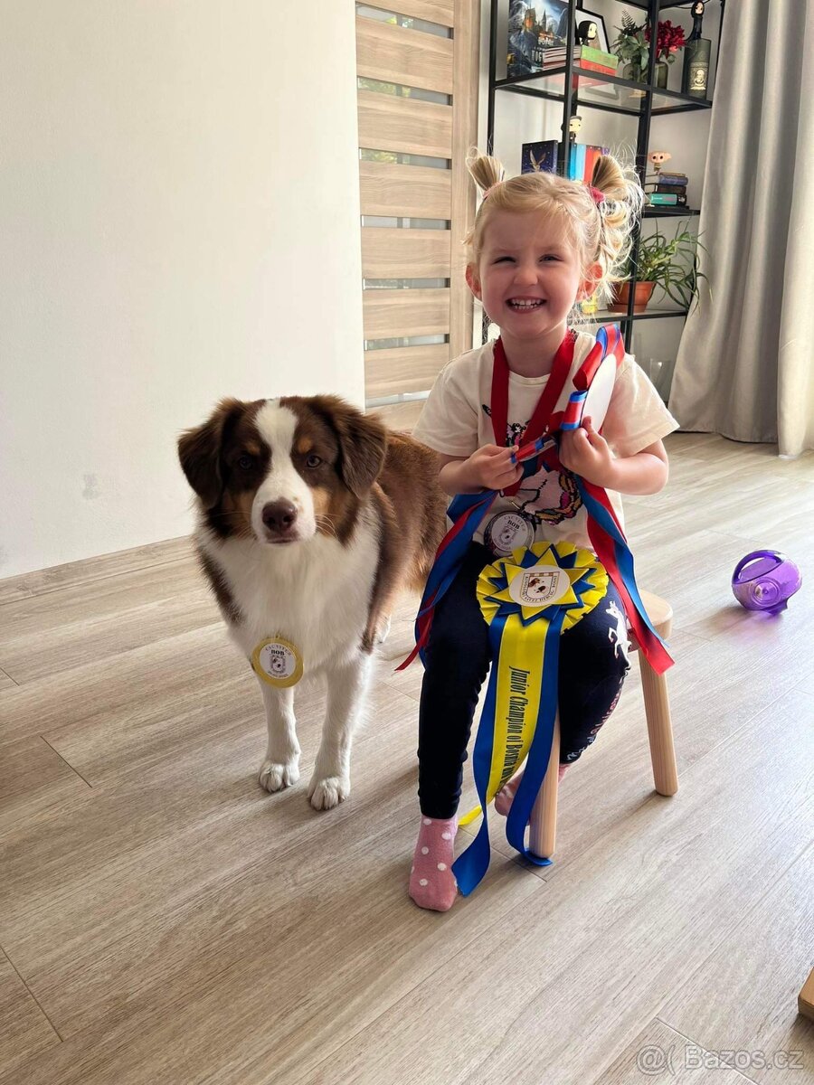 MINIATURNÍ AMERICKÝ OVČÁK - 14