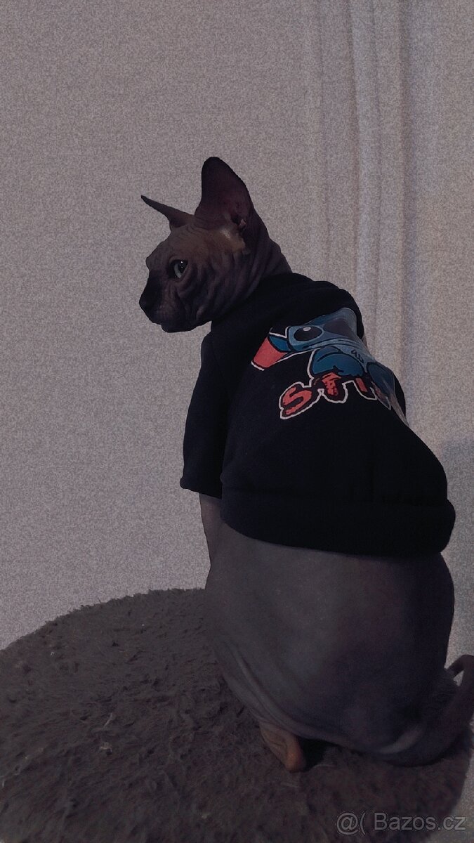 Kanadský sphynx bez PP - kluk - 14