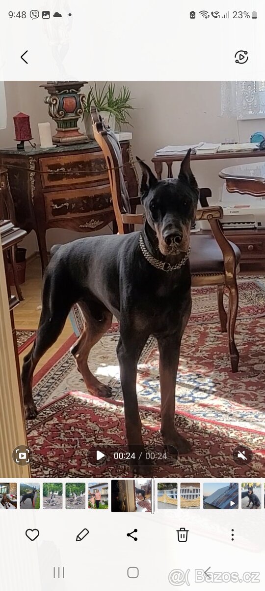 DOBRMAN Šteniatka s FCI P.P. - 14