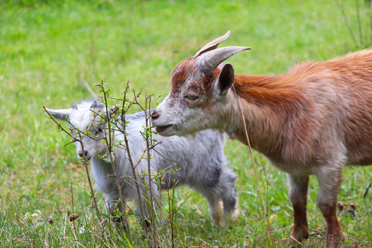 SVATEBNÍ MÍSTO V PŘÍRODĚ A PRO PŘÍRODU - 14