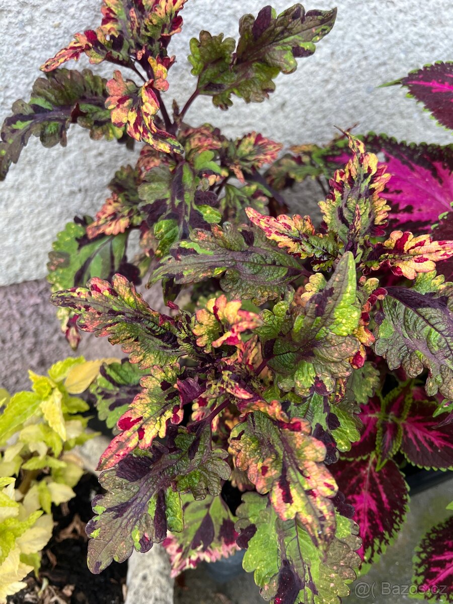 Africké kopřivy - 14