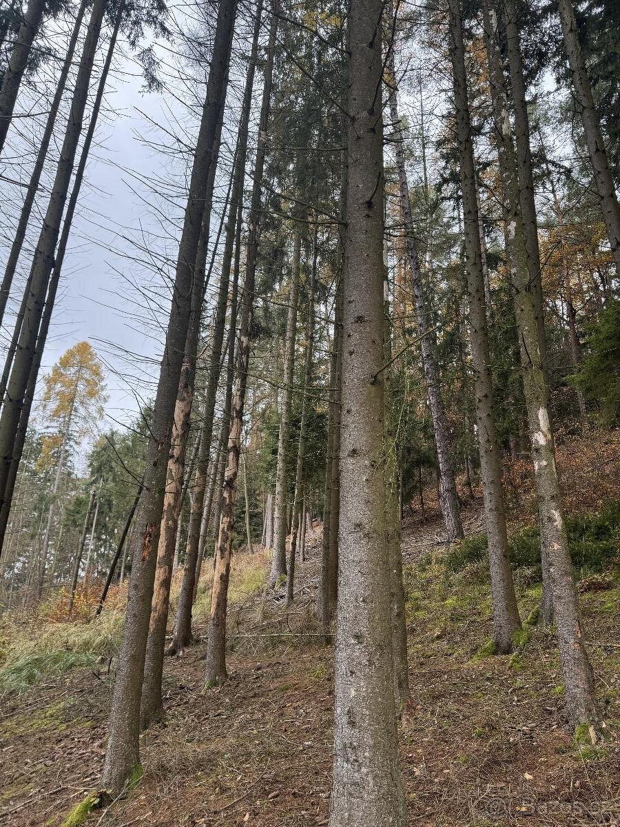 Prodám lesní pozemky v k.ú. Střemeníčko - 14