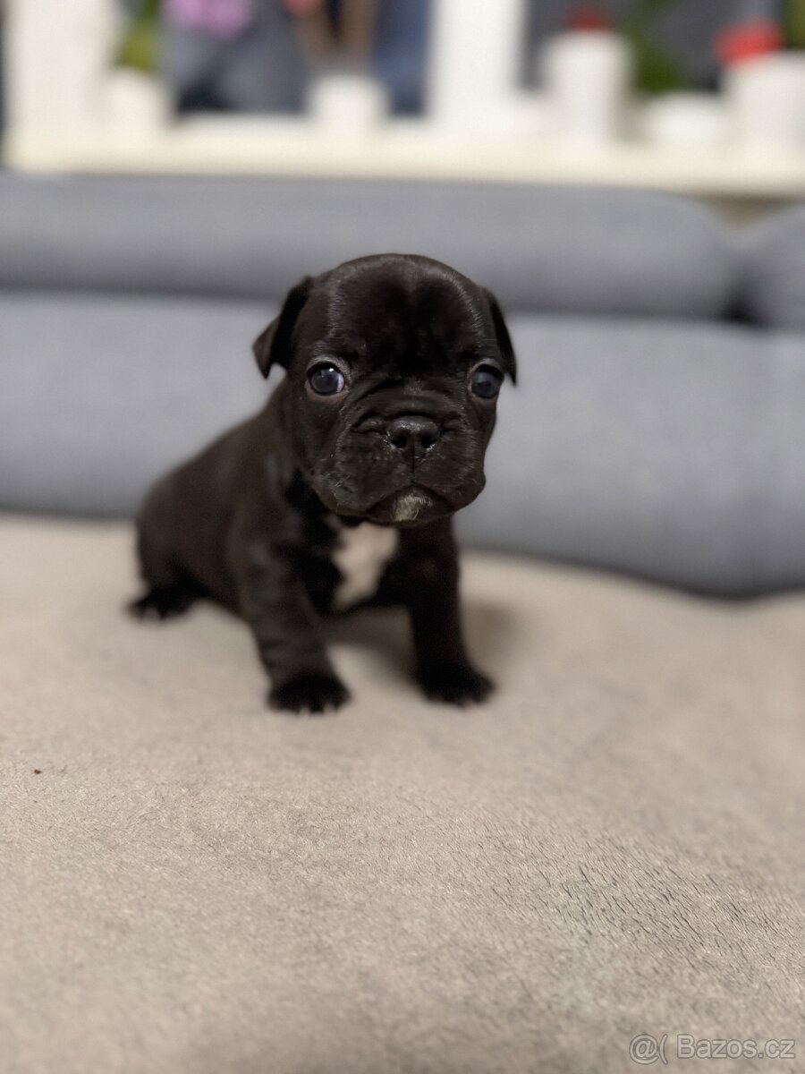 Francouzský buldoček - 14