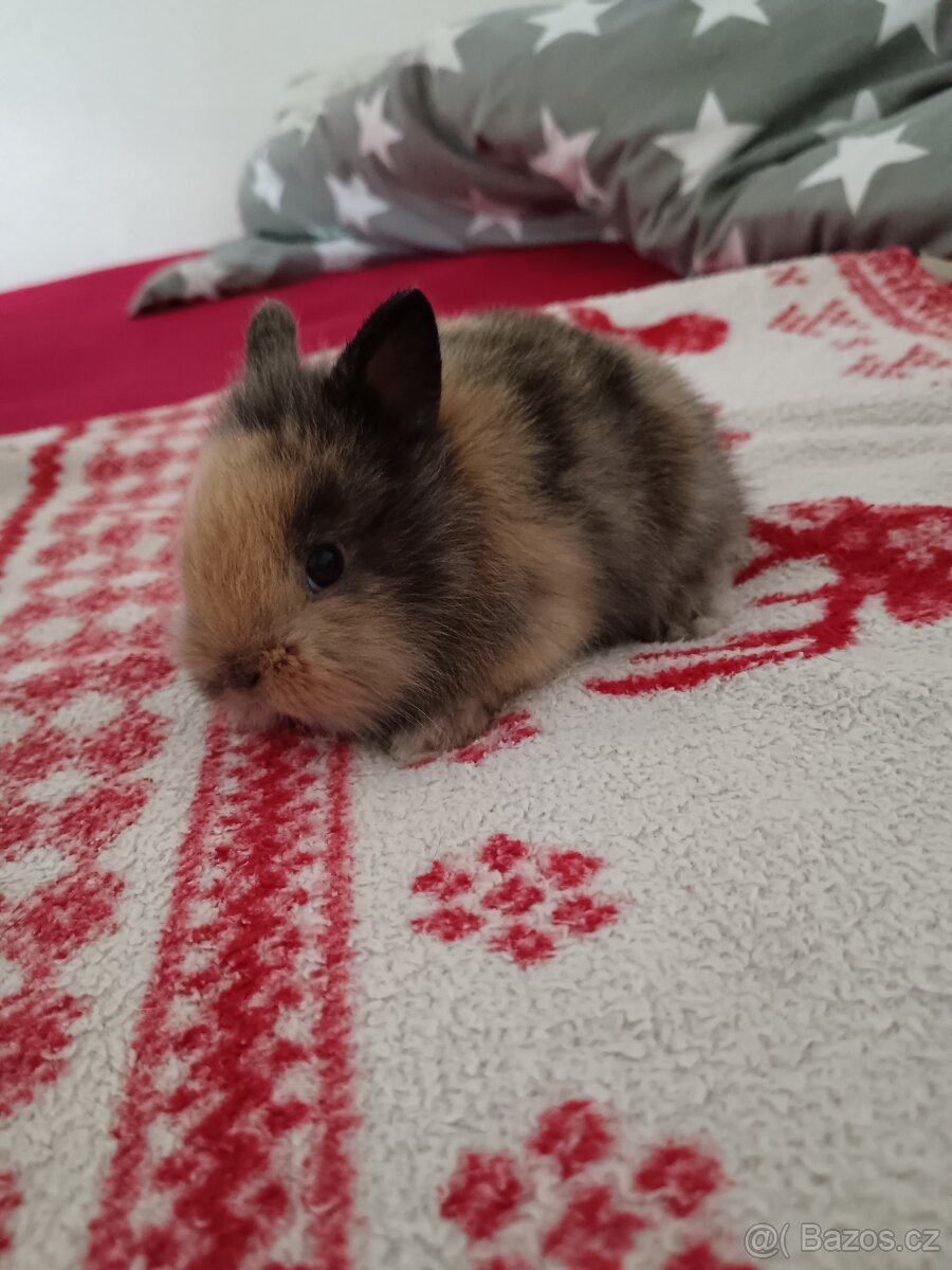 Zakrslý králík králíček - 14
