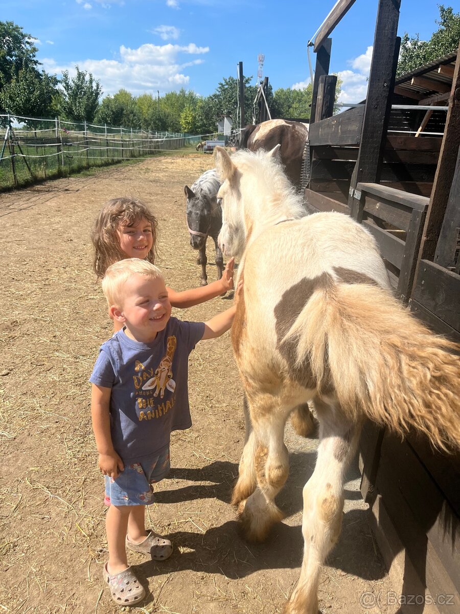 Irsky cob hrebecek - 14